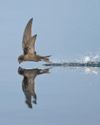 Wales failing to take action on 'alarming' loss of nature, inquiry finds