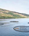 Tribunal rules Scottish salmon food packaging can drop 'farmed' term