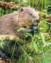 Beavers to be returned to the wild in England for the first time in 400 years