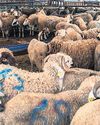 King urges Moroccans not to kill sheep during Eid al-Adha