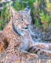 Spain's Rewilding of Iberian Lynx at Risk After Lobbying by Farmers