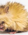 It's a bit woolly for now, but gene-modified mouse raises hopes of mammoth revival