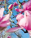 Magnolias Turn National Trust Sites Pink as Warmest Day of Year Recorded