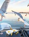 Chips, seal milk and moles - the weird diet of gulls revealed