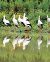 West Sussex 'abode of the storks' lives up to its name in first for Europe