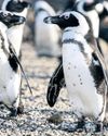 Deal Offers New Hope Over Rare African Penguins