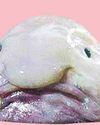 The blobfish's journey from world's ugliest animal to fish of the year