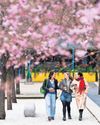 Blossom bounty: workers urged to make most of spring blooms Blossom bounty: workers urged to make most of spring blooms12
