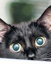 Owners Urged To Tell All On Cats. Why? Fur Research Purposes Owners Urged To Tell All On Cats. Why? Fur Research Purposes4