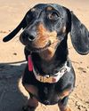 Miniature dachshund who broke free in 2023 still at large on Australian island Miniature dachshund who broke free in 2023 still at large on Australian island34