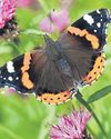 Symbol of Hope: Contenders for UK's Favourite Invertebrate Symbol of Hope: Contenders for UK's Favourite Invertebrate54