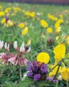 'Robust lawn' designed to work for people, pets and pollinators22