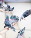 Pigeon racing 'Explosion' of bird thefts by gangs rocks Belgian sport40