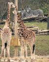 UK's biggest zoo project brings African savannah to chilly Chester5