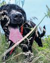 Sniffing out one nest at a time How Wisconsin's bumblebee brigade is averting extinction42