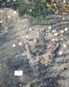 Fossil footsteps of dinosaurs found at site of Bonnie Prince Charlie's refuge18