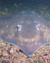 Citizen scientists help turn tide for endangered flapper skate30