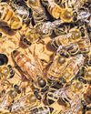 Scientists hope queen bees can give clue to secret of longer life Scientists hope queen bees can give clue to secret of longer life32
