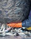 Take overfished mackerel off the menu as stocks are near breaking point, say experts Take overfished mackerel off the menu as stocks are near breaking point, say experts27