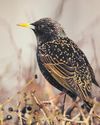 RSPB survey finds record low number of starlings