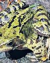 Toad patrol on road near Bath has bumper year for crossings