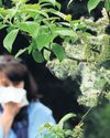 Pollen: How heat, thunder and smog are creating deadly hay fever seasons35