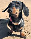 Net closes on dachshund Valerie, who escaped island pen in 202339