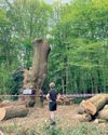Ancient London oak felled by owner of nearby Toby Carvery19
