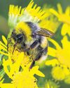 Wildflowers can pass on toxins to bees, study finds34