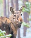 'It's strangely gripping': Swedish slow TV fans ready for live stream of moose migration6