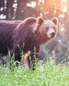 Romania Ups Estimate of Brown Bear Population Romania Ups Estimate of Brown Bear Population44