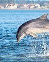 'Interspecific infanticide': tourists witness four bottlenose dolphins killing common dolphin calf24