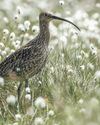 Promising rise in curlews in Orkney after years of decline9