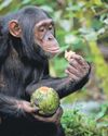 Chimpanzees gather to share fruit containing alcohol, study finds17