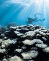 World's worst bleaching event pushes coral reefs into 'uncharted territory' World's worst bleaching event pushes coral reefs into 'uncharted territory'25