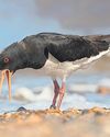 Bird charity finds Britain's oldest known oystercatchers in Norfolk Bird charity finds Britain's oldest known oystercatchers in Norfolk