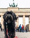 Half of Berlin's dogs illegally kept as owners snub register40
