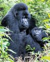 Gorilla study offers clues to pros and cons of social bonds21