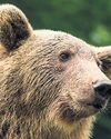 French hunter, 81, avoids prison after shooting endangered bear47