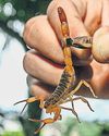 Scorpion stings on rise in Brazil as invertebrates thrive in huge, warm cities45