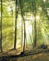 Plan for windfarm in 'fairytale forest' stokes energy culture war53