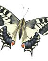 Butterflies Concern as climate crisis brings species out early54