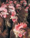 Chlorine-washed chicken 'may not be essential for a US-UK trade deal'15