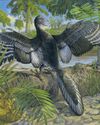 Fossilised feathers suggest how earliest birds took wing20