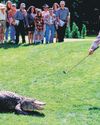 Alligator star of Sandler film Happy Gilmore dies46