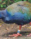 Rare species filmed fighting each other in New Zealand47