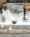 Life streams Webcams of the natural world provide solace and connection Life streams Webcams of the natural world provide solace and connection