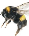 War and streetlamps among the biggest threats to bees, study finds22