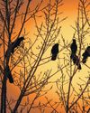 'Licence to kill nature': wildlife charities call for planning bill pause 'Licence to kill nature': wildlife charities call for planning bill pause