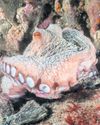 The seabed is full of them': heatwave brings octopus influx to English waters4